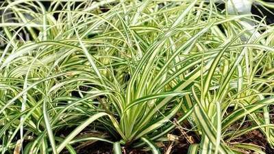 Carex oshimensis 'Evergold', Zegge