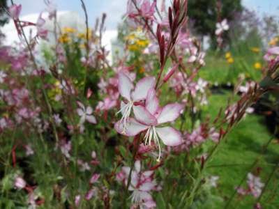 Gaura lindheimeri 'Freefolk Rosy', Prachtkaars