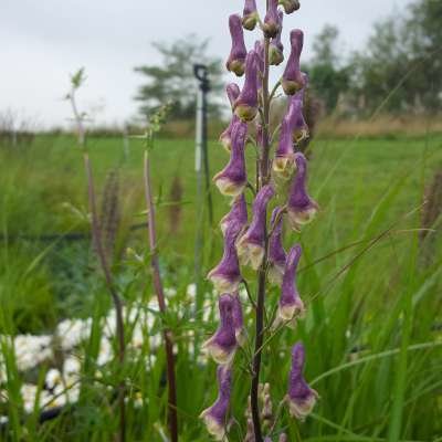 Aconitum 'Purple Sparrow' Ⓡ, Monnikskap