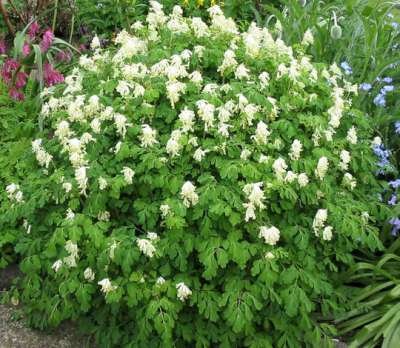 Corydalis ochroleuca var. Acaulis, Helmbloem