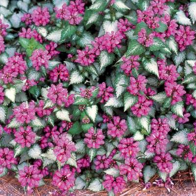 Lamium maculatum 'Purple Dragon', Dovenetel