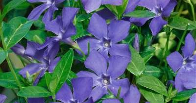 Vinca minor 'Marie', Kleine maagdenpalm