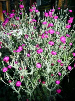 Lychnis coronaria, Koekoeksbloem