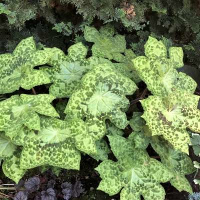 Podophyllum 'Spotty Dotty'