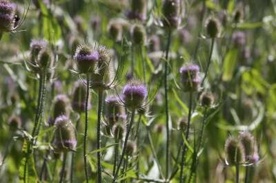 Dipsacus fullonum