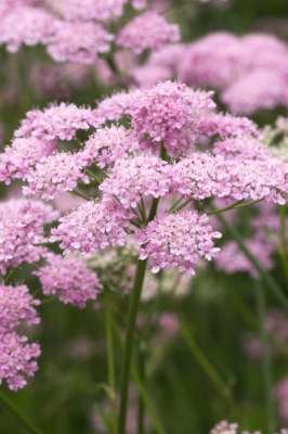 Pimpinella major 'Rosea', Grote Bevernel