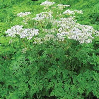 Selinum wallichianum
