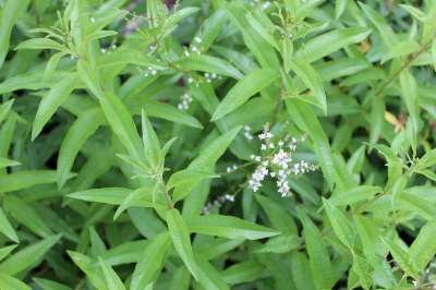 Aloysia citriodora (=Lippia), Citroenverbena