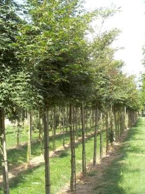 Acer palmatum, 12/14 pot, Japanse esdoorn