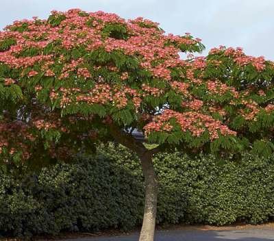 Albizia jul. 'Ombrella', 6/8 25L, Slaapboom ® (= Bourbri)
