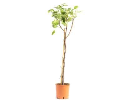 Ficus carica, 20/25 pot, vijg