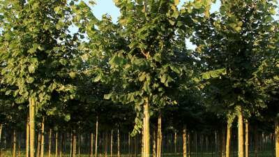 Tilia platyphyllos, 10/12 Blote Wortel, Grootbladige linde
