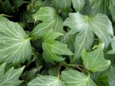 Hedera helix 'Green Ripple', 60-80 2L Klimop
