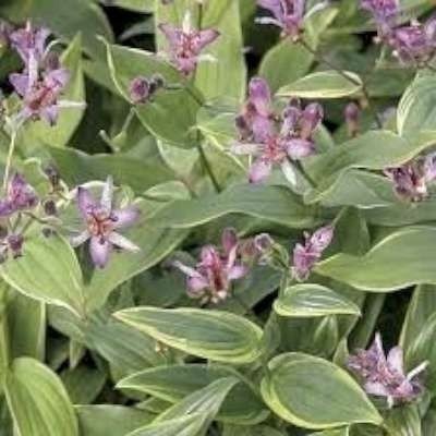Tricyrtis formosa, Armeluisorchidee