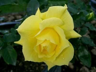 Rosa 'Anthony Meilland', Trosrozen
