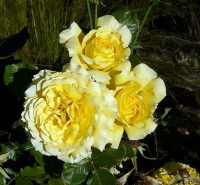Rosa 'China Girl', rozen