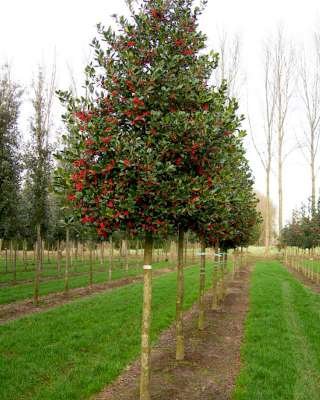 Ilex 'Nellie r. Stevens', 8/10 pot, Amerikaanse Hulst