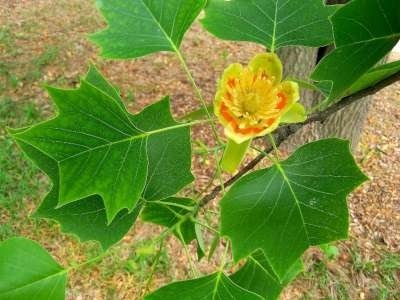Liriodendron tulipifera, 6/8 Kluit, Tulpeboom
