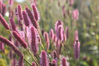 Sanguisorba 'Blackthorn', Grote pimpernel