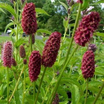 Sanguisorba 'Arnhem', Grote pimpernel