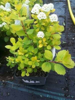 Spiraea bet. 'Tor Gold', 25-30 3L Spirea