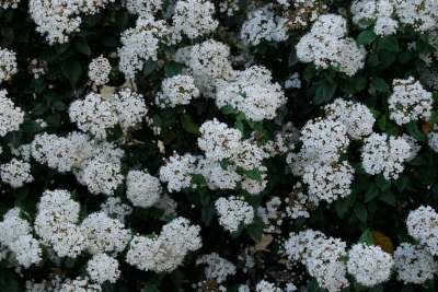 Viburnum tinus 'Spirit', 25-30 3L, Sneeuwbal