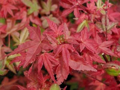 Amelanchier can. 'Glennform', 250-300 20L, Krentenboom