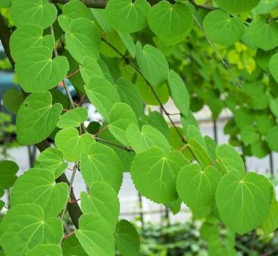 Cercidiphyllum japonicum, 100-125 20L, Hartjesboom