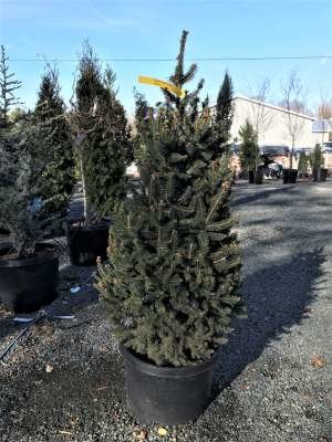 Picea abies 'Cupressina', 60-80 7.5L, Fijnspar