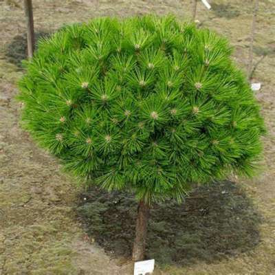Pinus dens. 'Low Glow', 20-30 7.5L