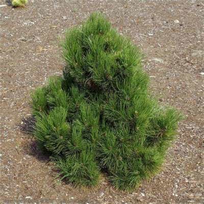 Pinus hel. 'Malinki', 40-60 7.5L