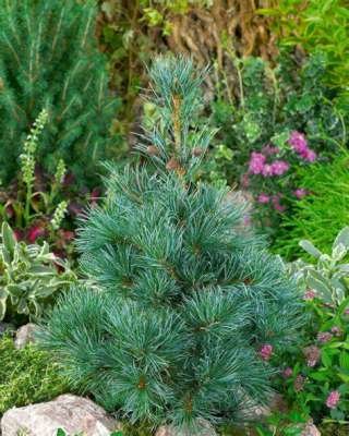 Pinus parv. 'Negishi', 50-60 7.5L, Japanse den