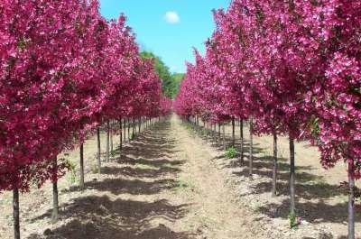 Malus 'Royalty', 10/12 Blote wortel Sierappel, HOOGSTAM