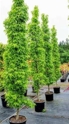 Liquidambar styr. 'Slender Silhouette', 6/8 Kluit, Amberboom