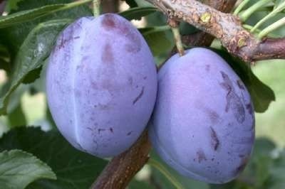 Prunus domestica 'Président', HALFSTAM