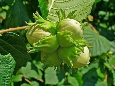 Corylus avelana , Hazelnoot