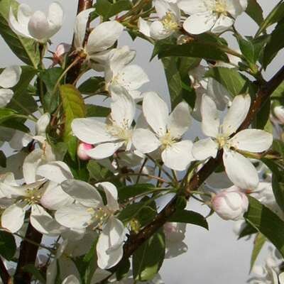Malus 'Comtesse de Paris', 200/250 cm 90L, meerstammig