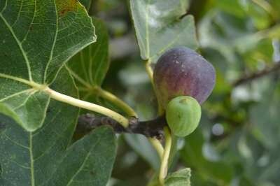 Ficus carica, 90L, vijg