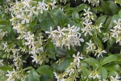 Trachelospermum jasminoides, 125-150 3L gestokt, Sterjasmijn