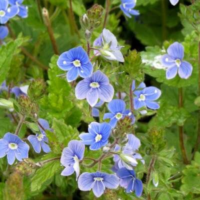 Veronica chamaedrys, Gewone ereprijs