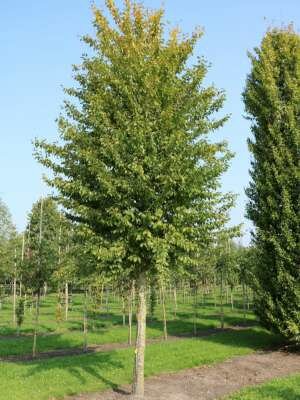 Carpinus betulus, 12/14 Blote wortel