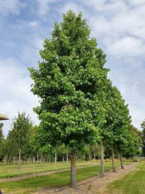 Liquidambar styraciflua, 12/14 50L, Amberboom