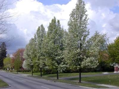 Pyrus call. 'Chanticleer', 12/14 Blote wortel, Sierpeer