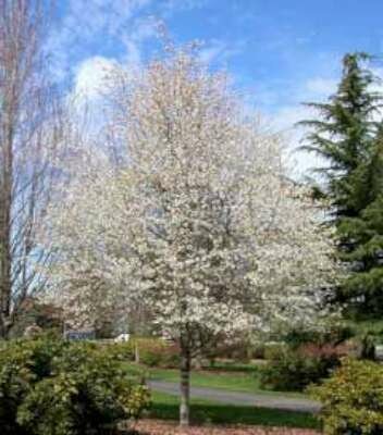 Amelanchier canadensis 'Glennform', 6/8 blote wortel, Krentenboompje