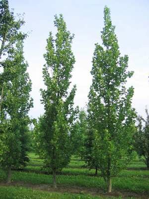 Liriodendron tul. 'Fastigiatum', 10/12 Draadkluit, Tulpeboom