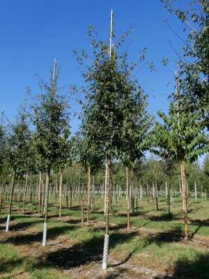 Malus 'Brouwers Beauty', 10/12 Blote wortel, Gele sierappel