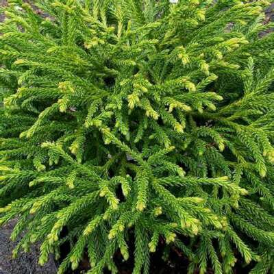 Cryptomeria jap. 'Little Champion' 25-30 5L, Heksenbezem