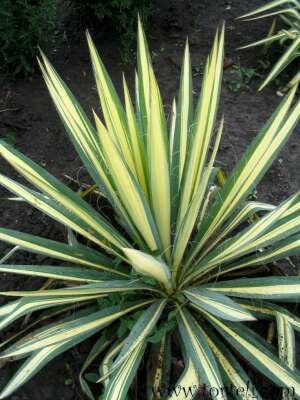 Yucca fil. 'Bright Edge', 25-30 3L, Palmlelie