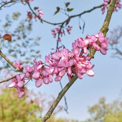Cercis siliquastrum, 8/10 Kluit, Judasboom