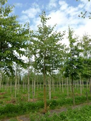 Cercis siliquastrum, 8/10 Kluit, Judasboom